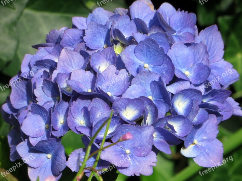 Hydrangea Blue Hydrangea Macrophylla Flowering Purple Flowers