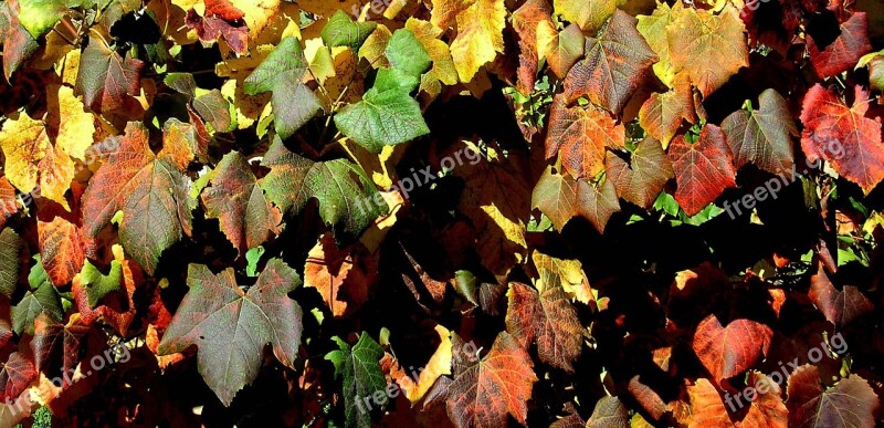 Leaves Fall Leaves Colored Leaves Autumn Leaves Foliage