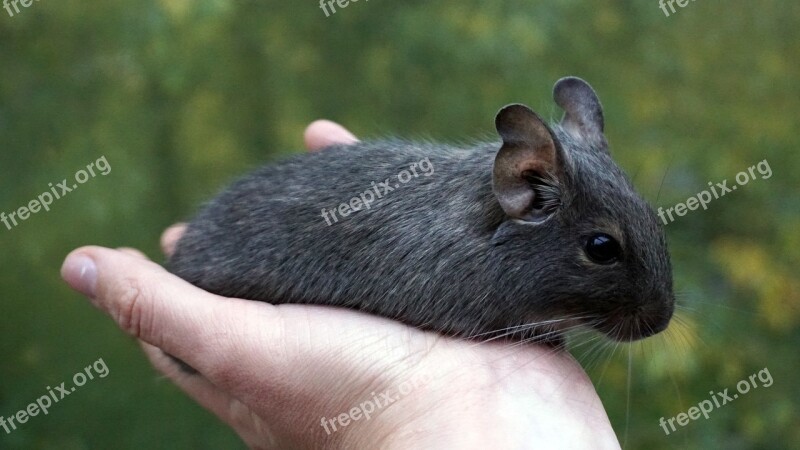 Degu Wore Rat Hand Nager Rodent