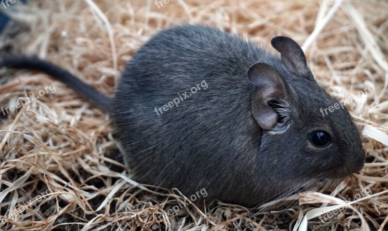 Degu Mouse Nager Wore Rat Dry Grass