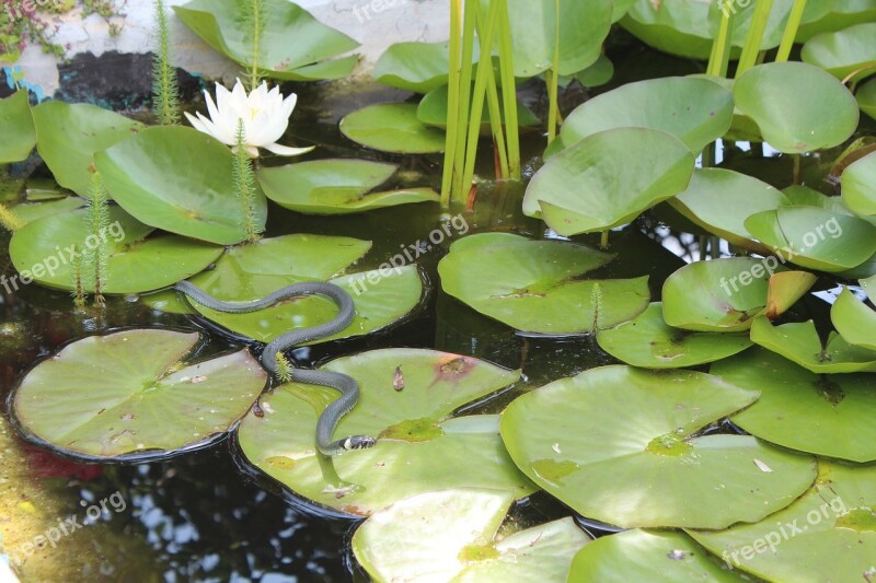 Grass Snake Snake Garden Pond Free Photos