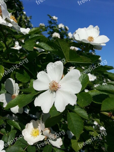 Flower Rose Wild Rose Wild Nature