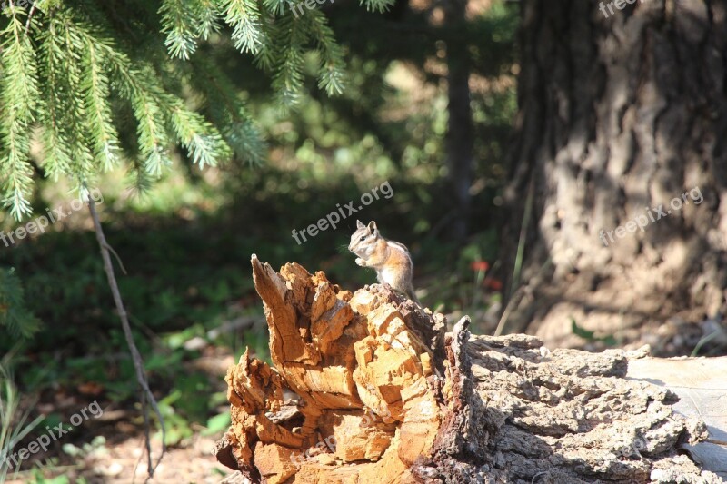 Rodent Chipmunks Bryce Canyon Cute Free Photos