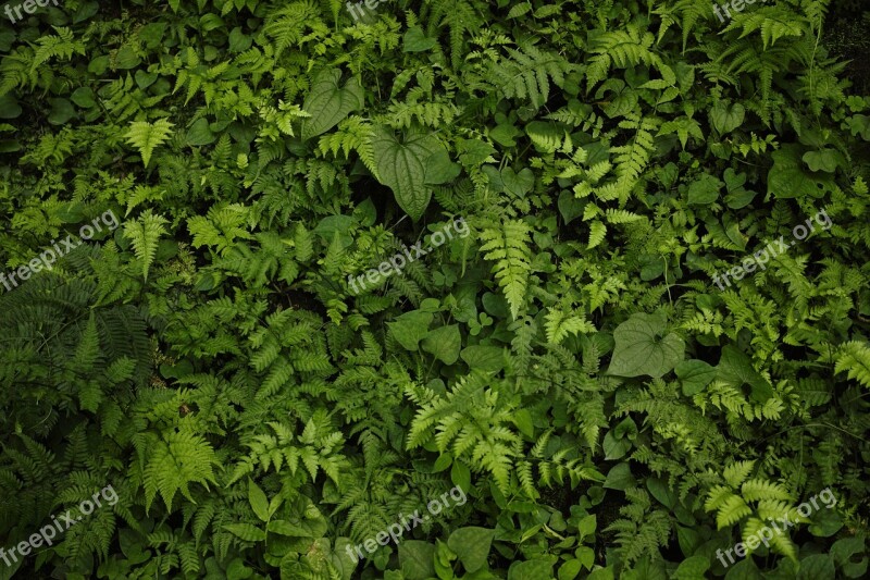 Plant Green Leaf Background Fern