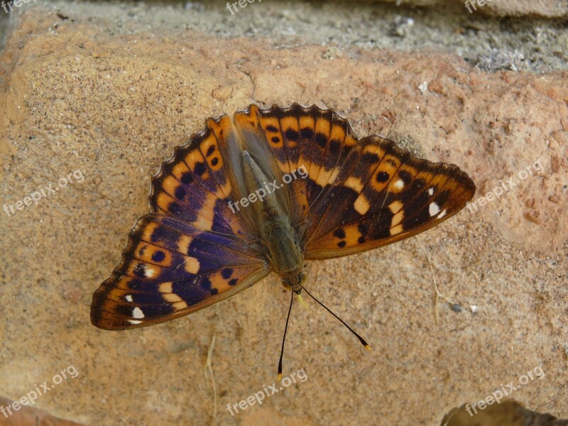 Lesser Purple Emperor Butterfly Insect Free Photos