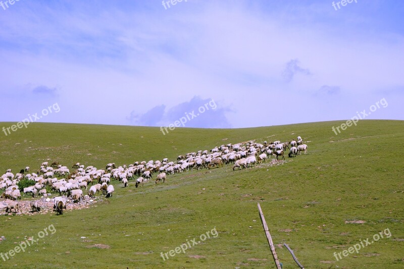 Prairie The Flock Summer Shipping Ranch