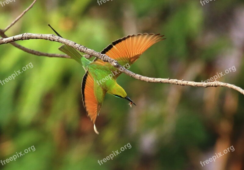 Green Bee Eater Flying Green Bee Animal Wildlife Feather