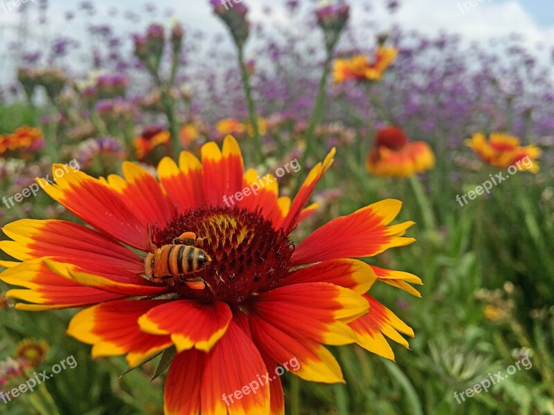 Spring Bee Flower Background Heaven