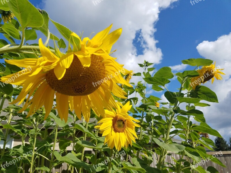 Sunflowers Sunny Day Summer Nature Flower