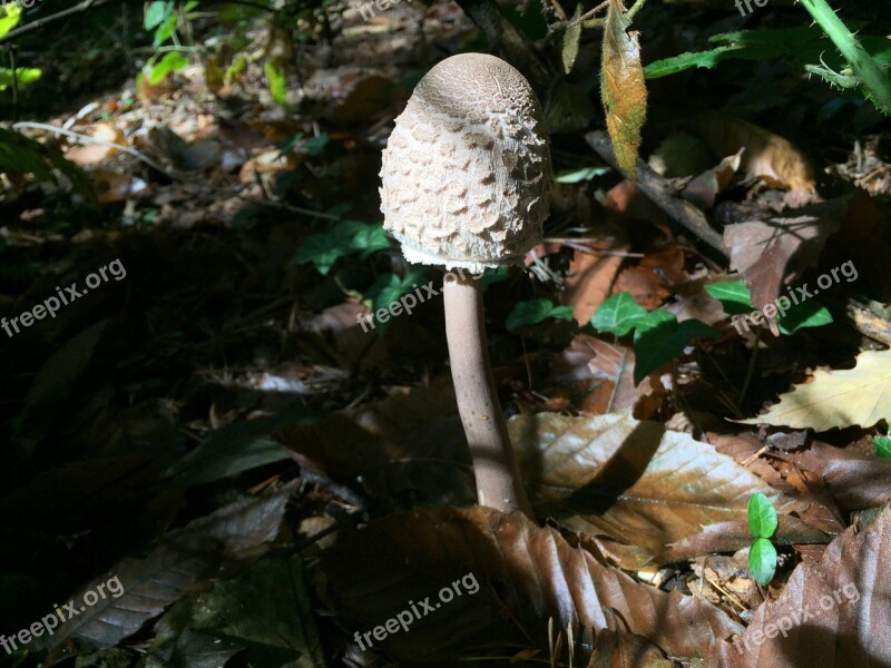 Fungus Drum Stick Forest Autumn Autumn Woods