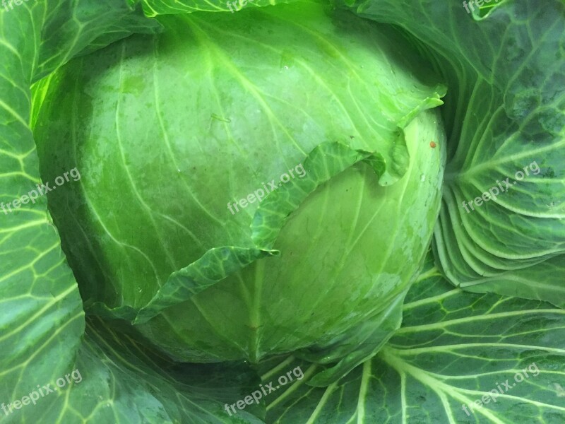 Cabbage Salad Food Fresh Healthy