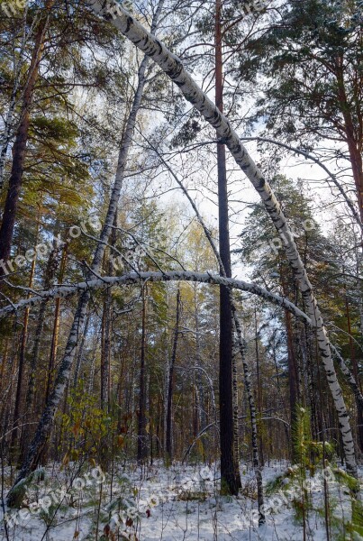 Snow Autumn Forest Trees Nature