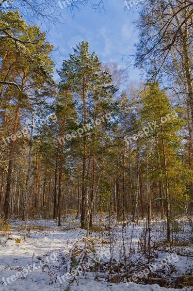 Forest Nature Autumn Trees Winter Forest