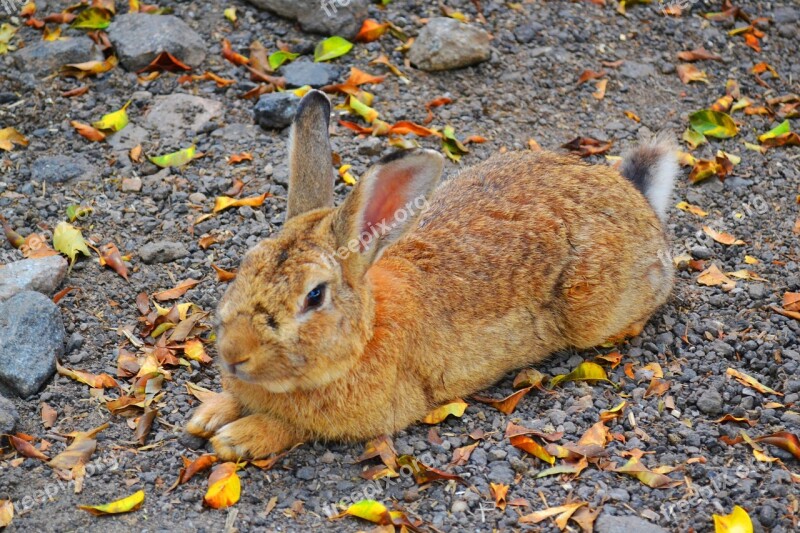 Rabbit Animal Nature Red Skin Free Photos