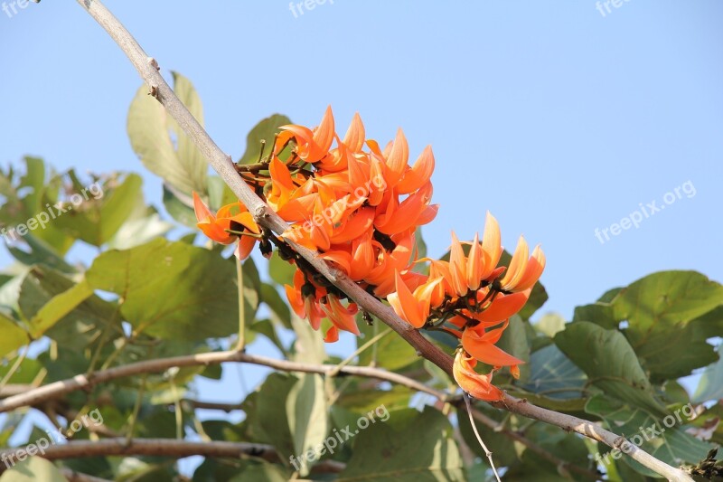 Coral Tree Erythrina Caffra Flowers Orange Flower Orange