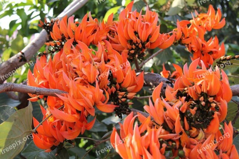 Coral Tree Flowers Orange Flower Orange Bright