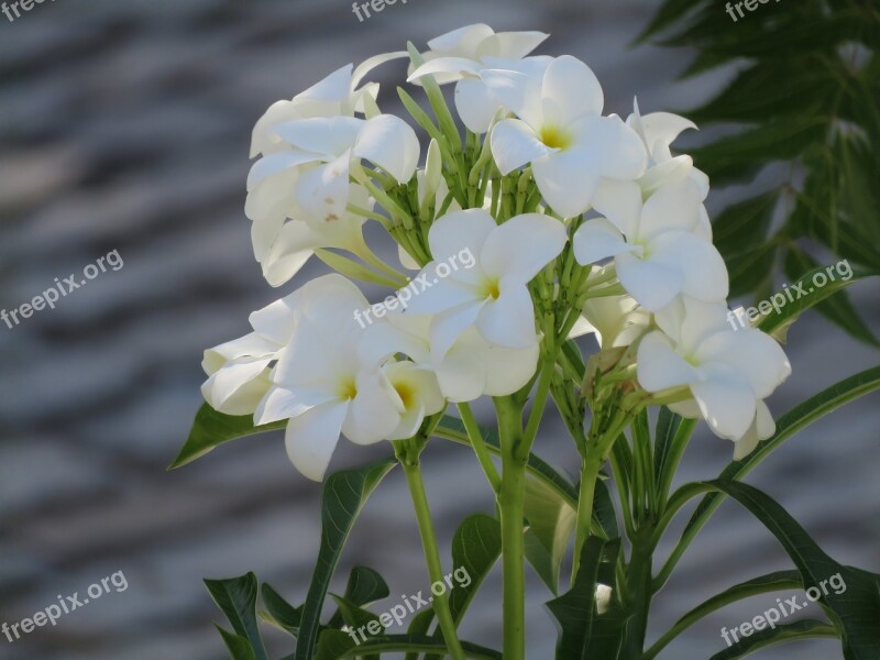 Plumeria Flowers White Girls Tropical 5 Petals