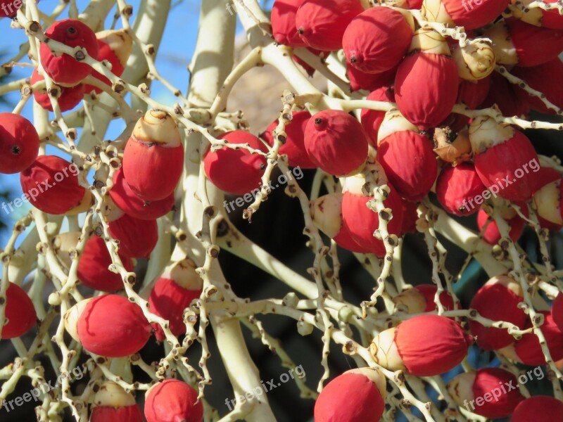 Palm Tree Imperial Fruits Reds Free Photos