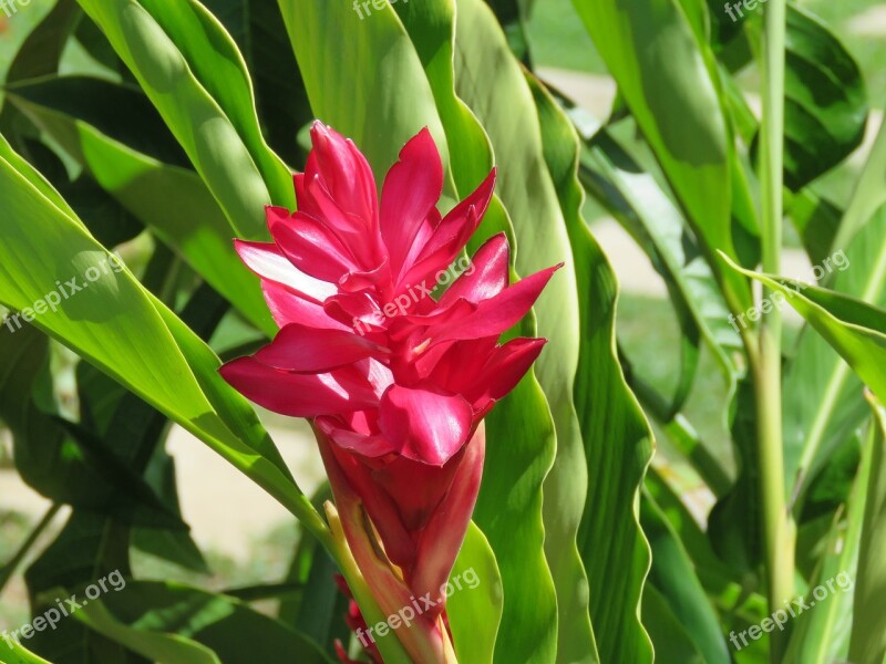 Alpinia Flower Red Tropical Plant