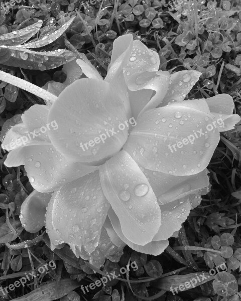 Peony Dew Drops Black And White Petals Macro