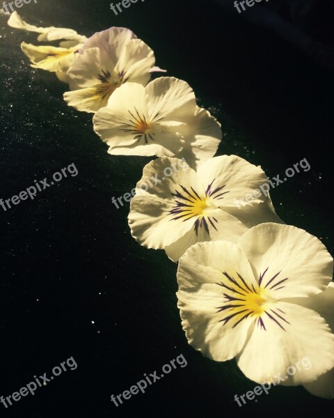 White Pansies Row Black Background Contrast Spring