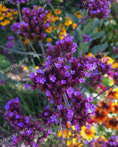 Garden Purple Flowers Yellow Flowers Lilac Orange