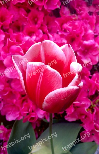 Tulip Hot Pink Petal Romantic Summer