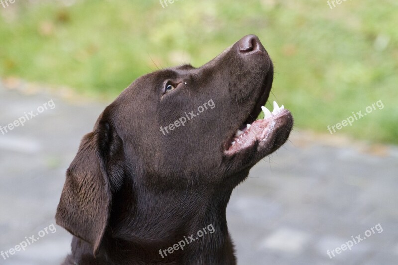 Dog Labrador Retriever Brown Animal