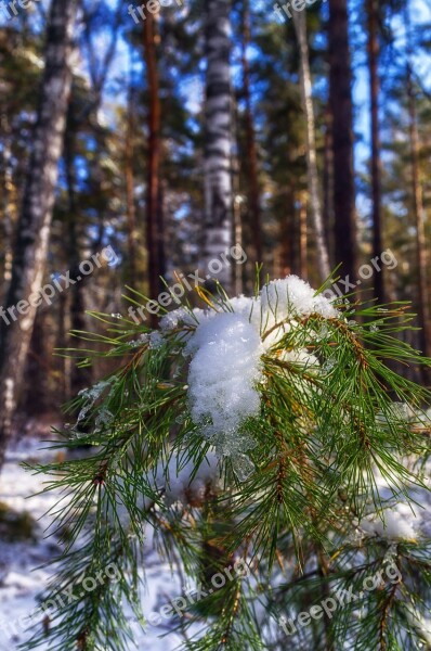 Snow Pine Winter Winter Forest Forest