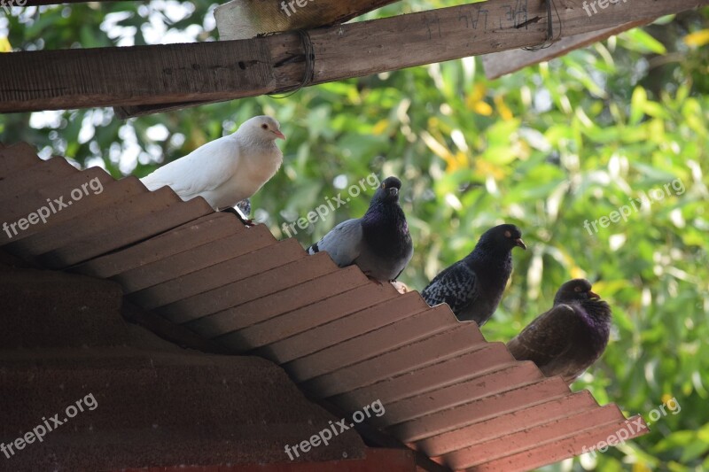 Animal Dove Dong Nai Province Free Photos