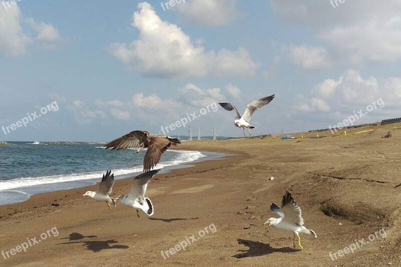 Sea Beach Sea Gull Seagull Wild Birds