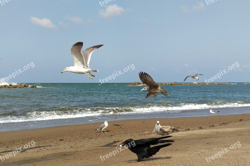 Sea Beach Sea Gull Seagull Wild Birds