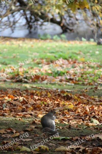 Autumn Squirrel In The Park City Park Animals In Nature