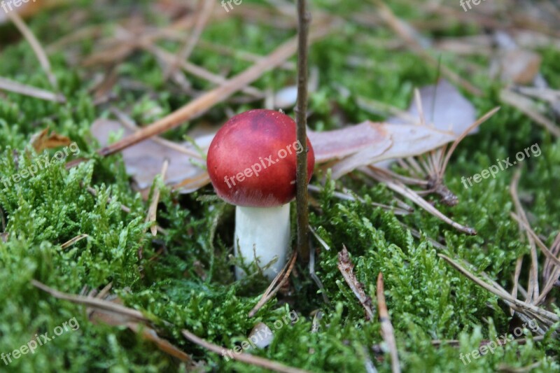 Forest Floor Moss Mushroom Nature Autumn