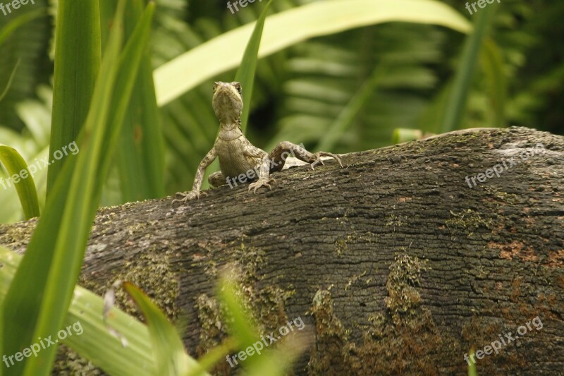 Lizard Nature Reptile Green Cold Blooded Animals