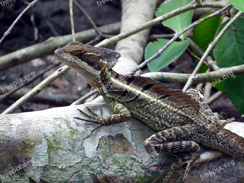 Lizard Basil Reptile Costa Rica Free Photos