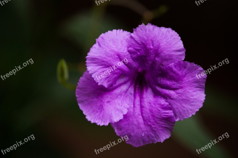 Flower Violet Purple Nature Wild