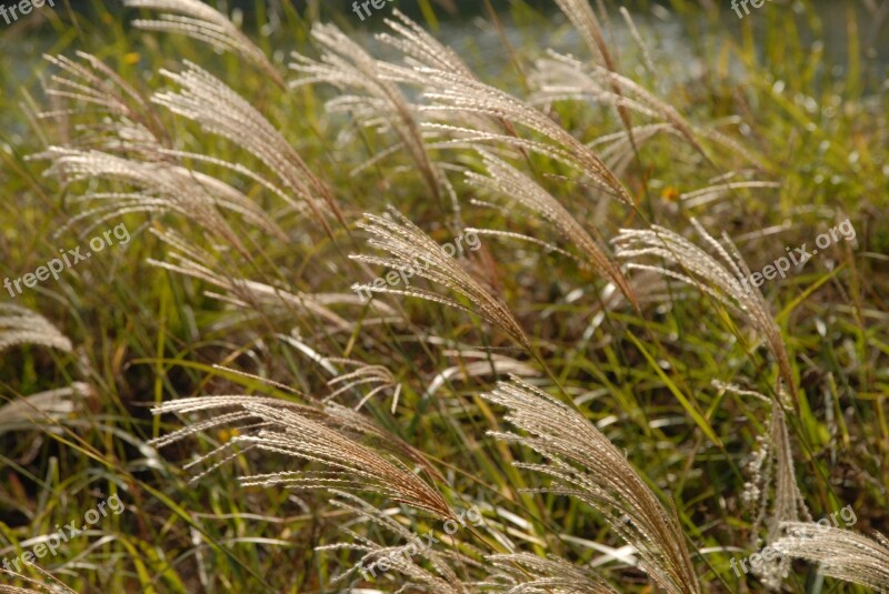 Songdo Incheon Korea Reed Songdo Central Park Park 0 Won Seawater