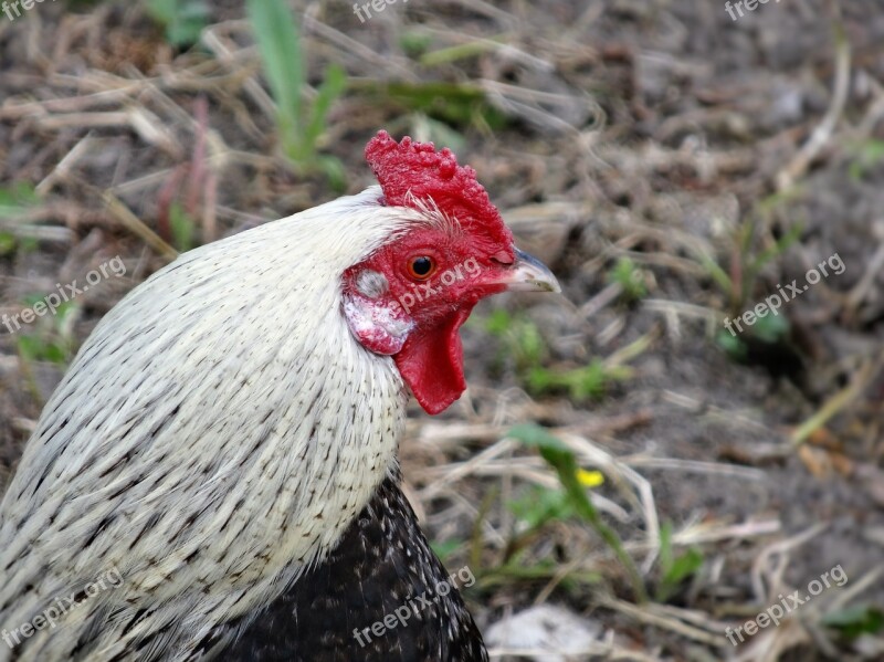 Rooster Farm Animal Bird Chicken