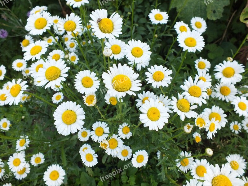 Daisies Close Up Macro Blooms Flowers