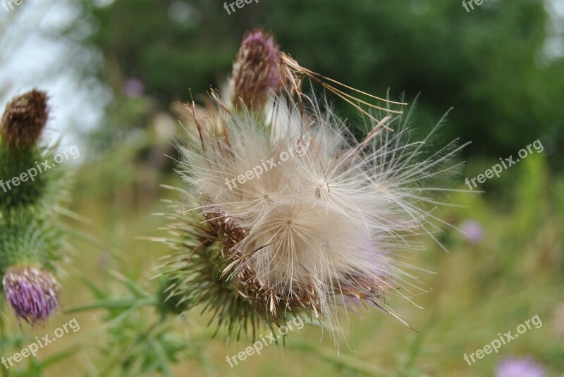 Palatinate Flower Klingenmünster Faded Thistle