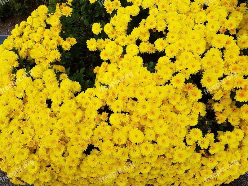 Taurus Country Yellow Chrysanthemums Fall Flowers Sodam Luxury Flowers