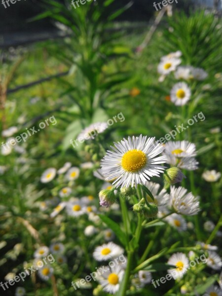 Daisy Flower Nature Natural Green