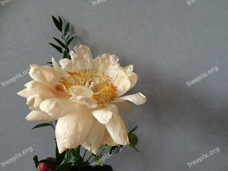 Peony Flower Floral Bloom Blossom