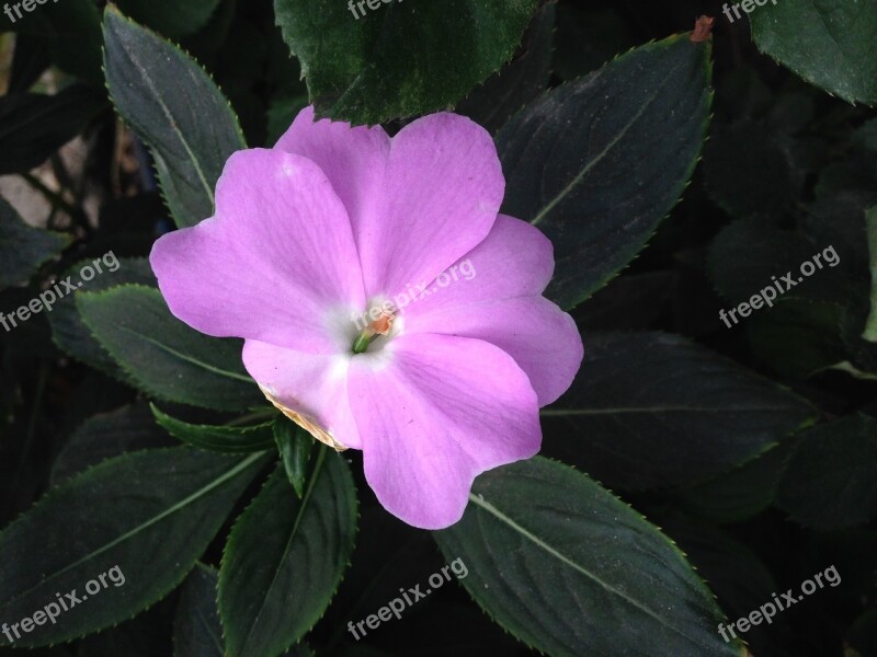 Viola Purple Flower Beauty Plant