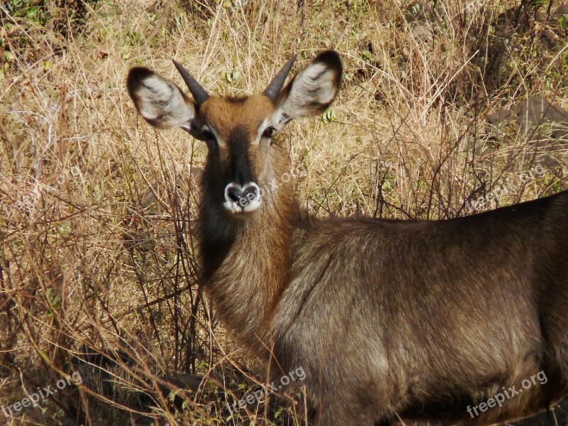 Gazelle Thomson Tanzania Tommie Shorthorn