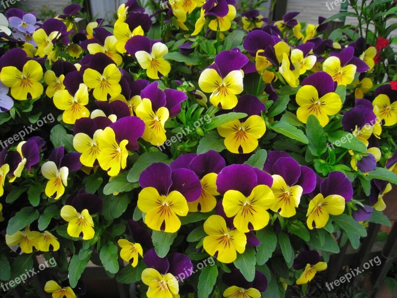 Pansy Sumire Purple Yellow Flower Bed