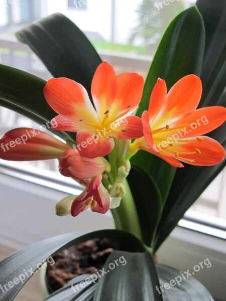 Clivia Houseplant Winterblueher Natal Lily Bush Lily