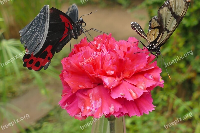 Butterflies Black Red Brown Black Butterfly Insect