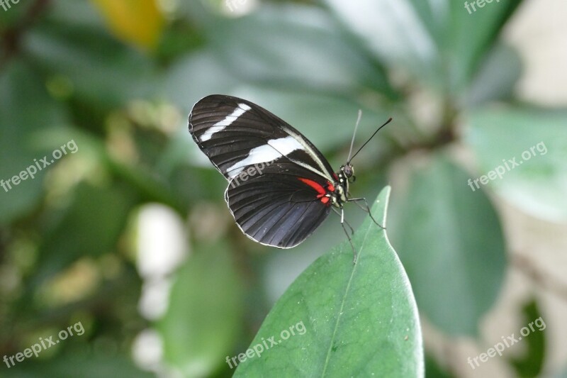 Insect Flying Butterfly Black White Red Macro